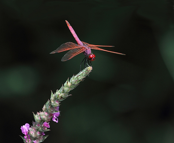 J16_0196 Trithemis annulata male.JPG